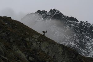Uno stambecco su una cresta alpina, con le vette innevate avvolte dalle nuvole
