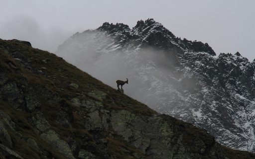 Uno stambecco su una cresta alpina, con le vette innevate avvolte dalle nuvole